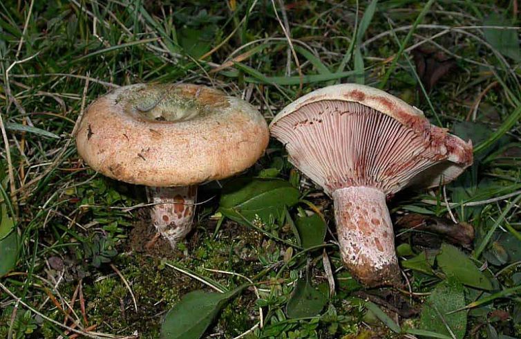 bolets1770x500