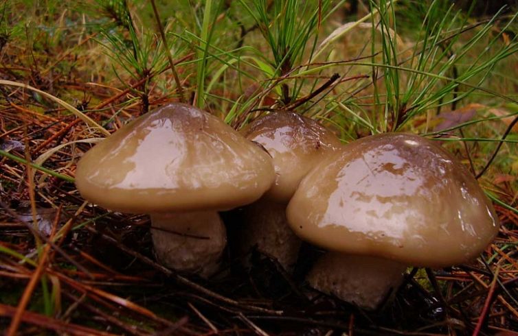 bolets2770x500